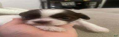 Shih Tzu 3