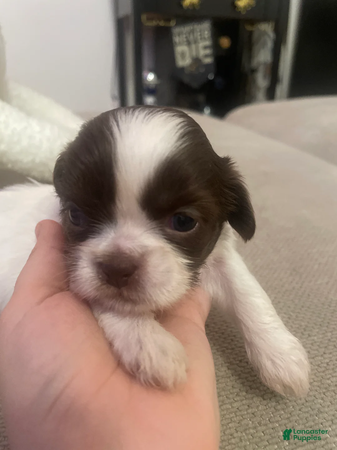 Shih Tzu dogs for sale: Shih Tzu 3 - Ad 1