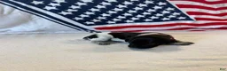 German Shorthaired Pointer dogs for sale: German Shorthaired Pointer 8 - Ad 2