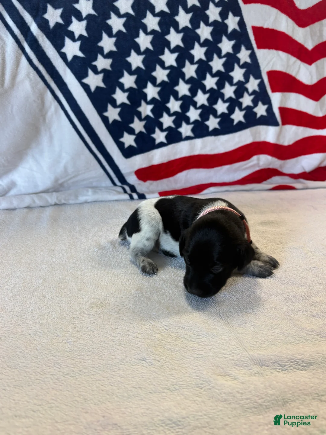 German Shorthaired Pointer dogs for sale: German Shorthaired Pointer 8 - Ad 2