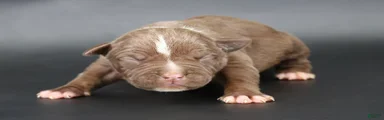 Zara - XL - ABKC