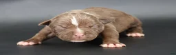 American Bully dogs for sale: Zara - XL - ABKC - Ad 1