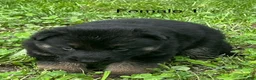 German Shepherd dogs for sale: German Shepherd 7 - Ad 4