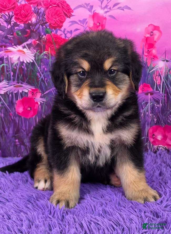 Mixed Breed dogs Andre - Ad 1