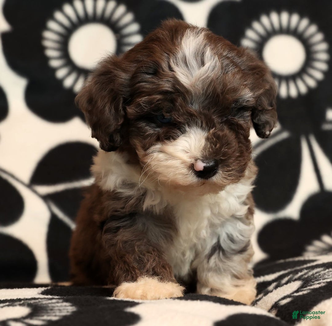 Miniature Poodle dogs for sale: Mason - Ad 9