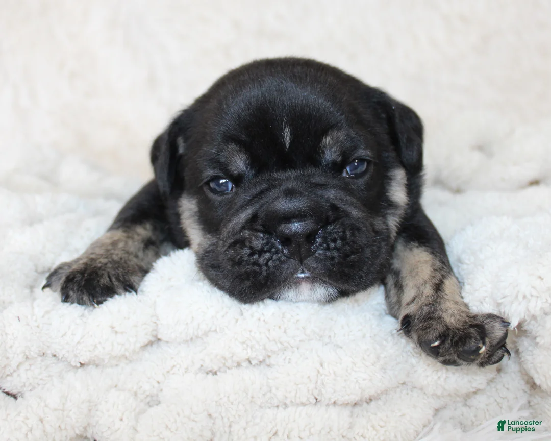 English Bulldog dogs for sale: Mack - Ad 1