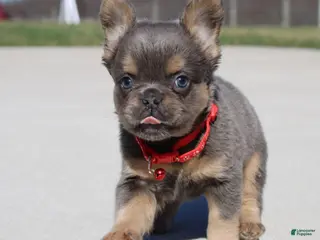 French Bulldog dogs for sale: Bryce - Ad 1