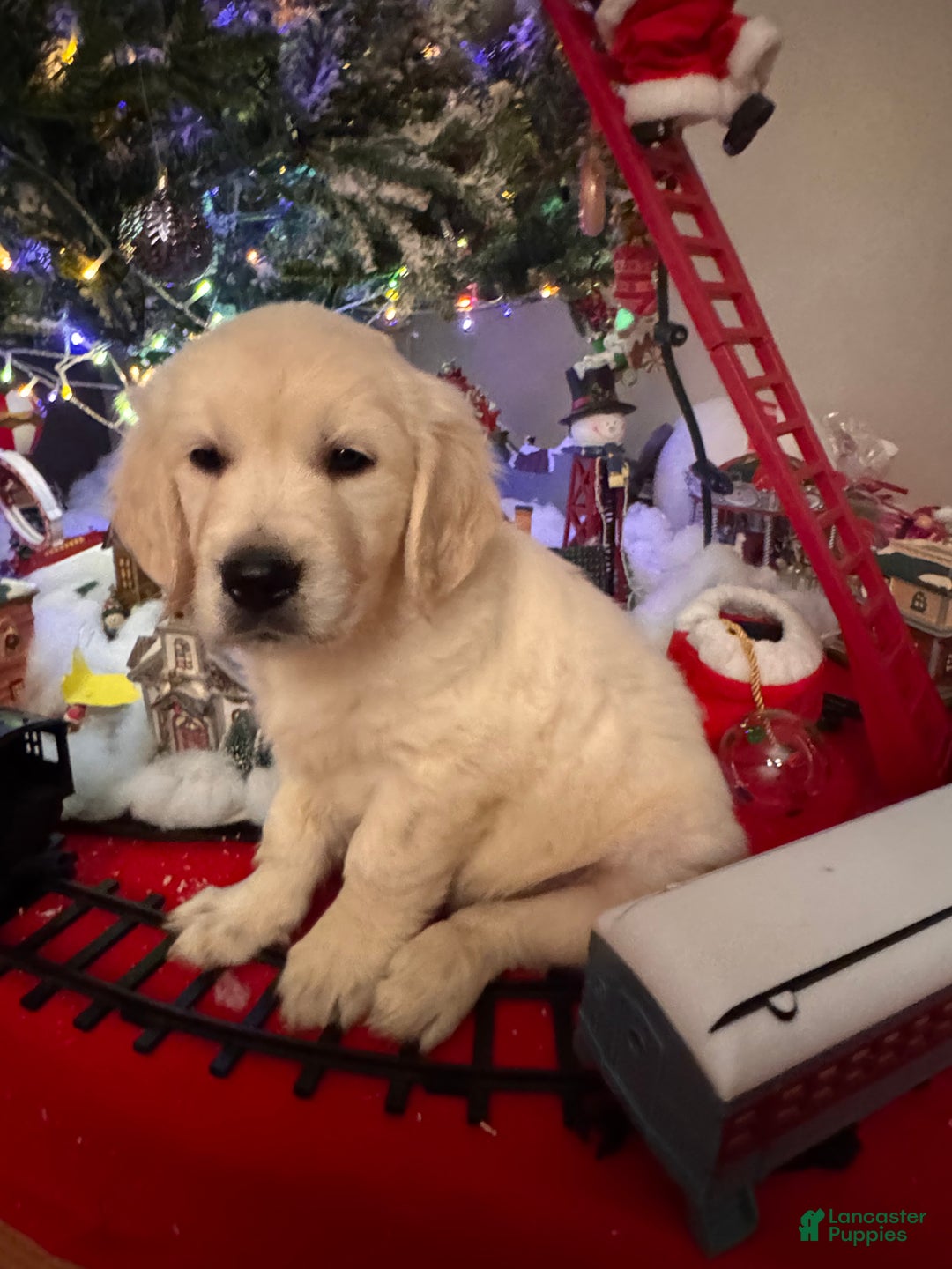 Golden Retriever dogs for sale: Golden Retriever Puppy 4 - Ad 5