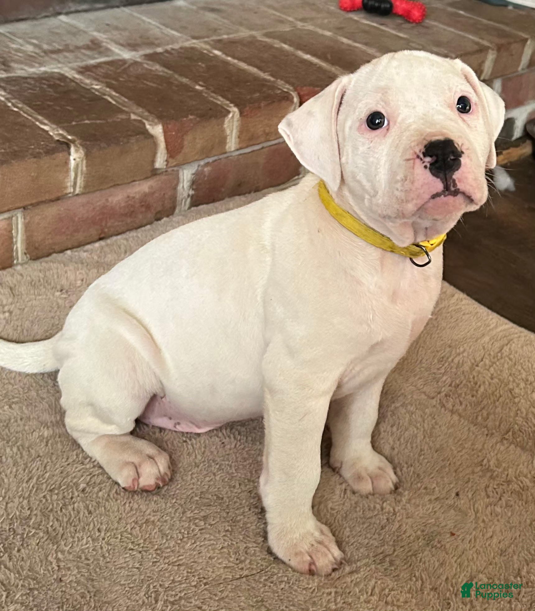 American Pit Bull Terrier dogs American Pit Bull Terrier 1 - Ad 31