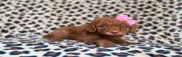 Cockapoo dogs for sale: Macey - Ad 2