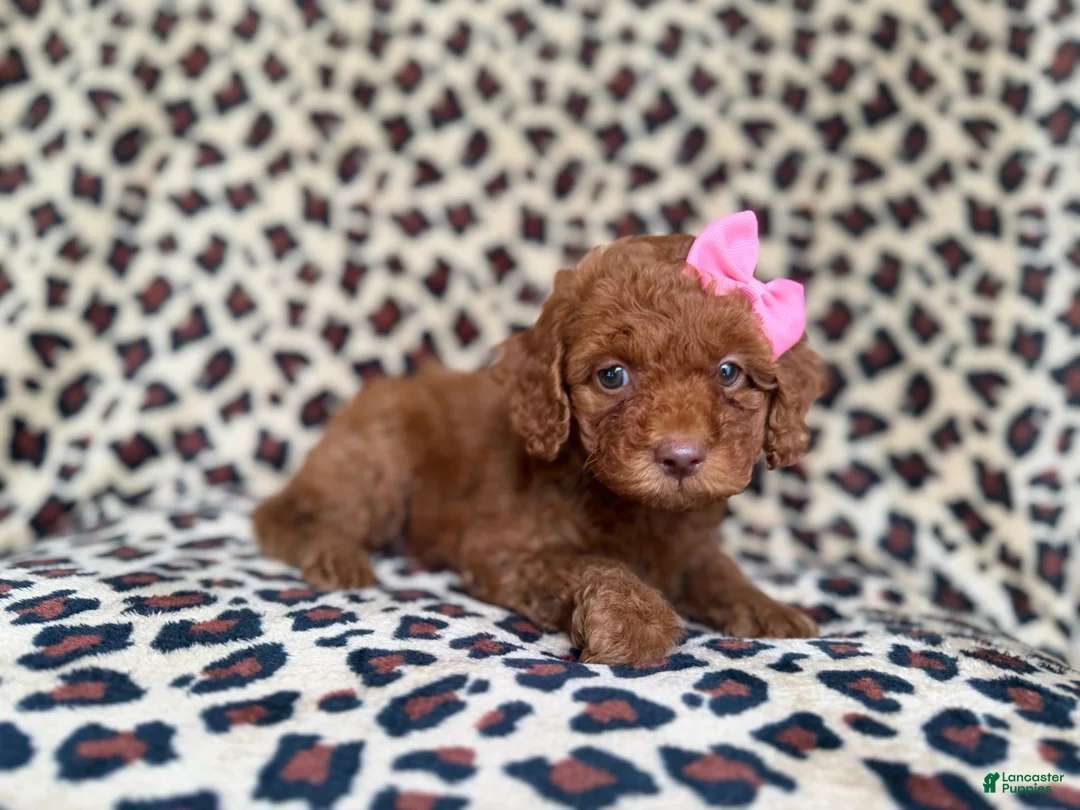 Cockapoo dogs for sale: Macey - Ad 2
