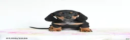 Miniature Dachshund dogs for sale: Reggie - Ad 3