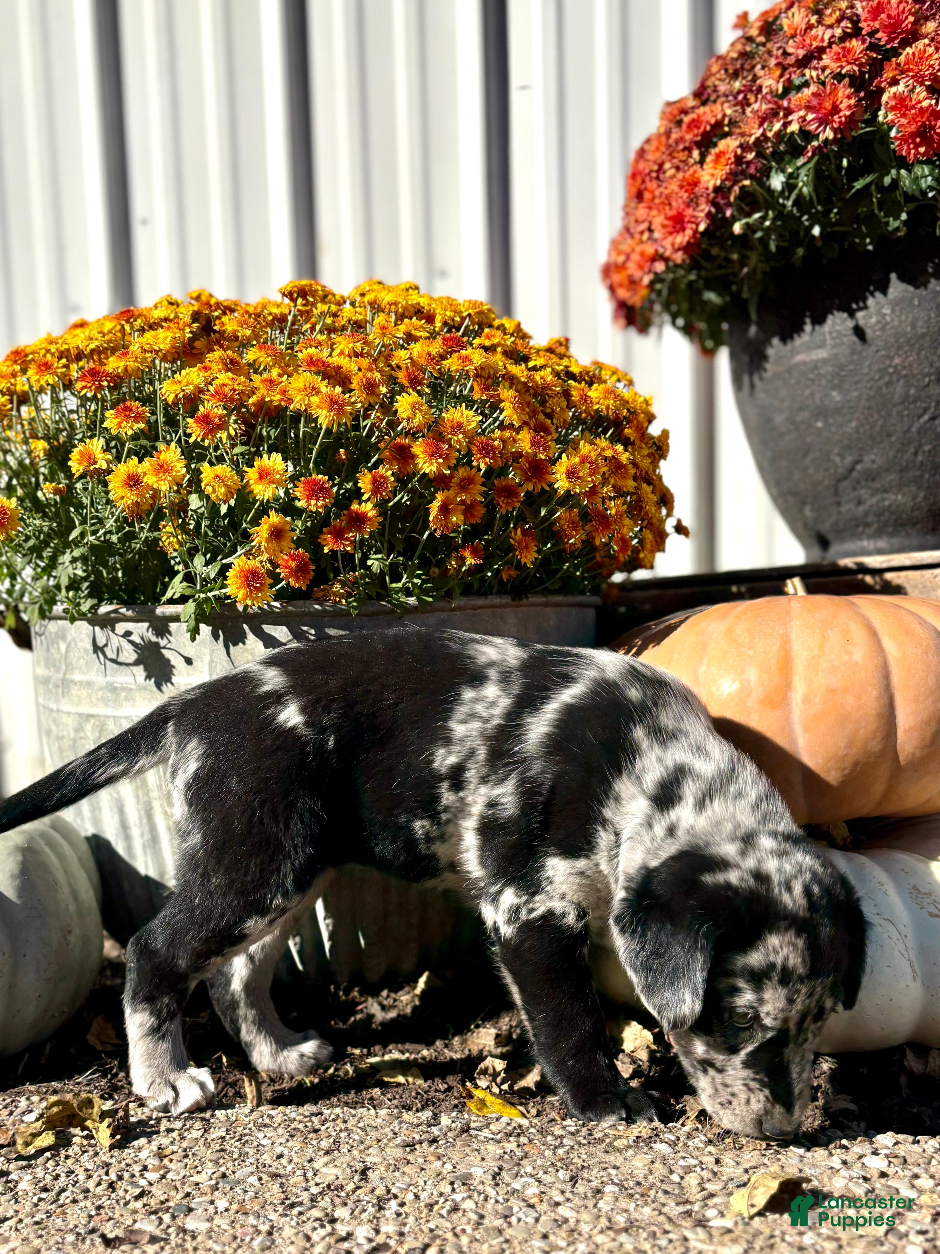 Mixed Breed dogs Mixed Breed 2 - Ad 2