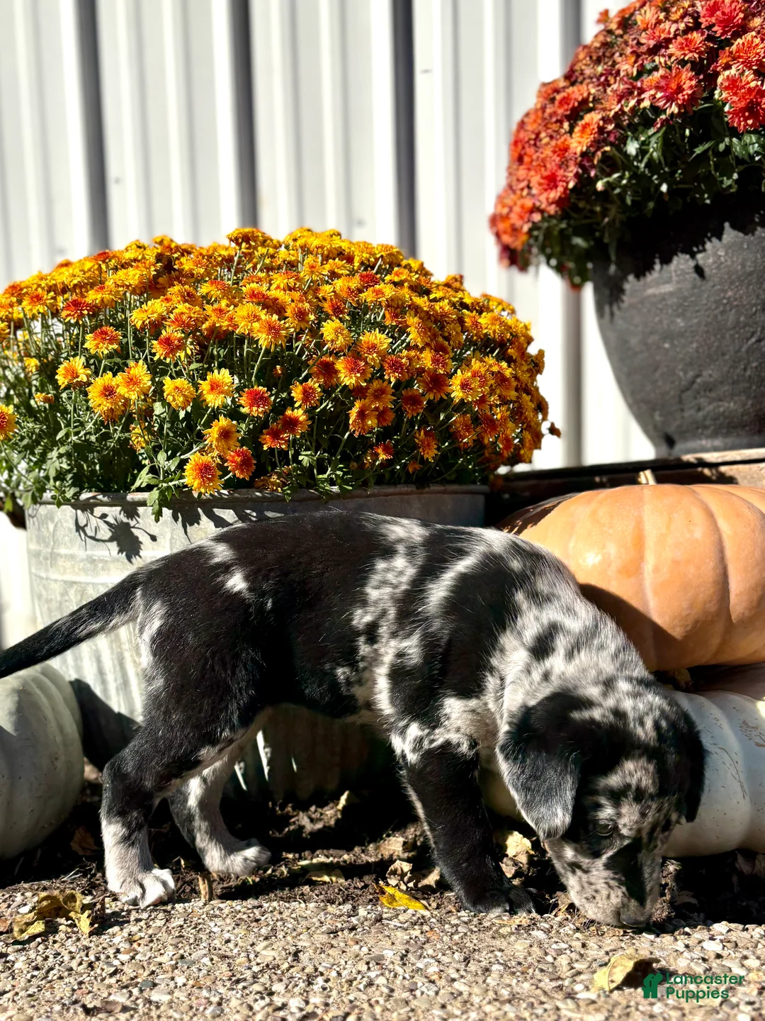 Mixed Breed dogs for sale: Mixed Breed 2 - Ad 2