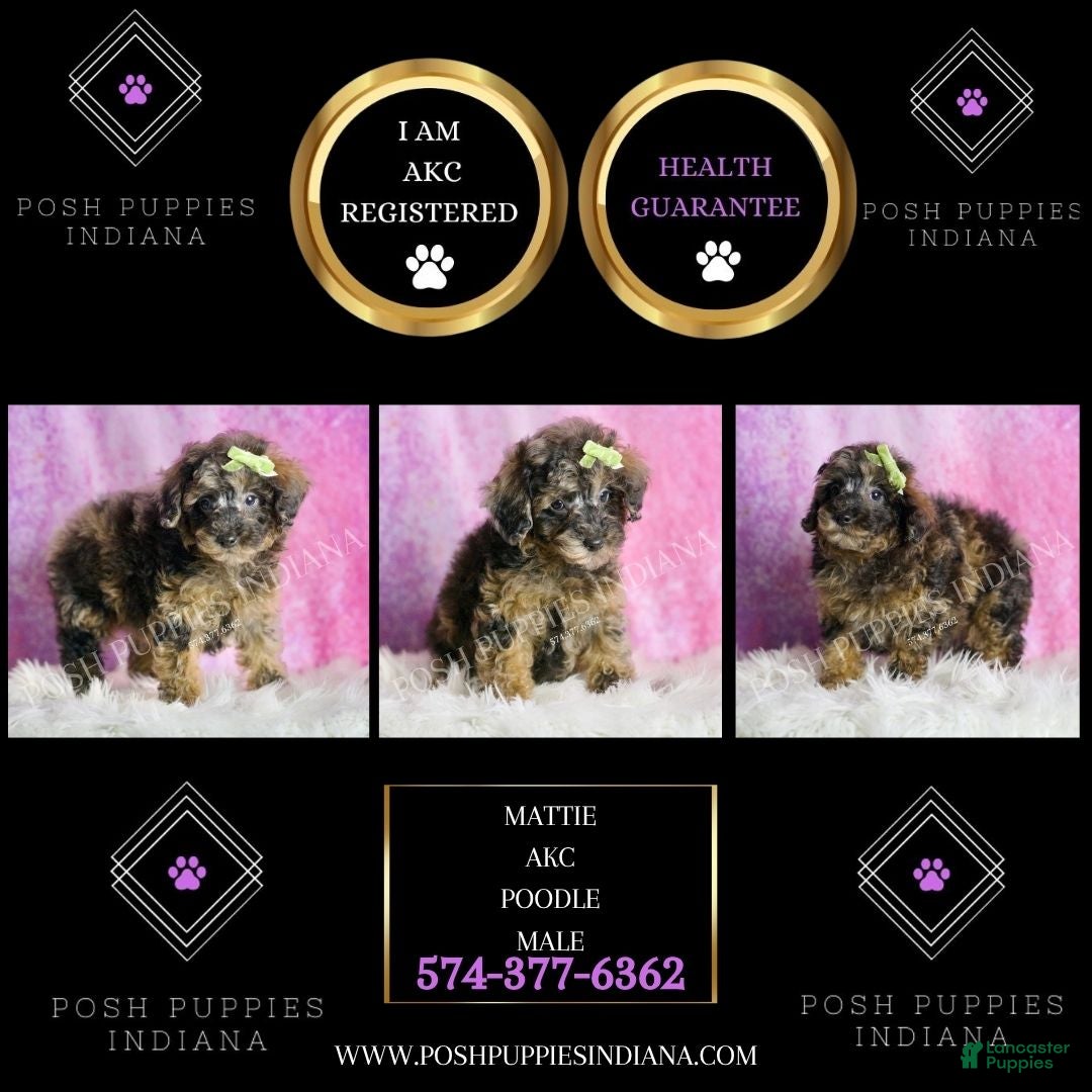 Toy Poodle dogs for sale: Mattie  - Ad 2