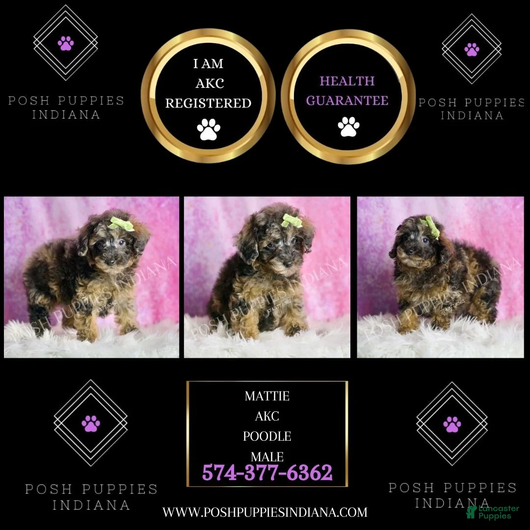 Toy Poodle dogs for sale: Mattie  - Ad 2