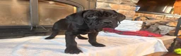 Cane Corso dogs for sale: Yellow girl - Ad 5