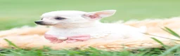 Chihuahua dogs for sale: Teacup Diamond - Ad 5