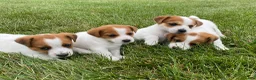 Jack Russell Terrier dogs for sale: Dellie - Ad 7