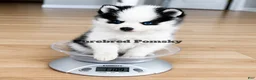 Pomsky dogs for sale: Pixie Micro Pomsky - Ad 1