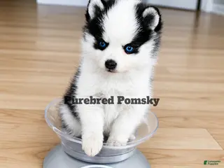 Pomsky dogs for sale: Pixie Micro Pomsky - Ad 3