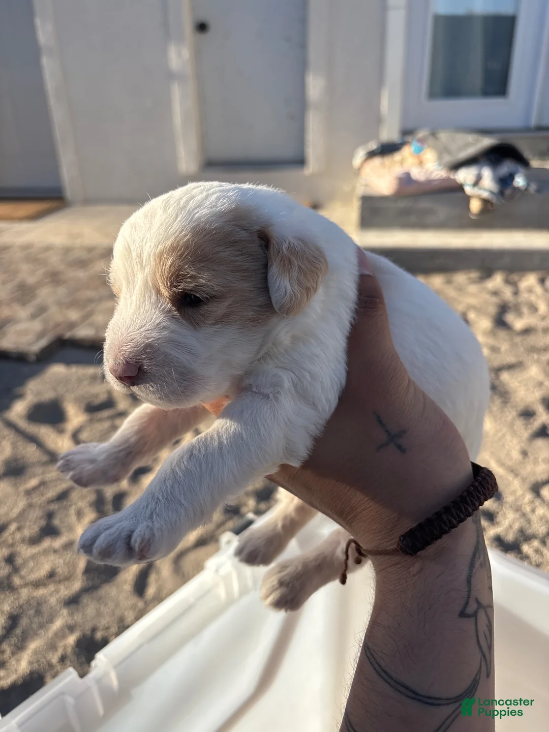 Goldendoodle dogs for sale: Goldendoodle Puppy 1 - Ad 1