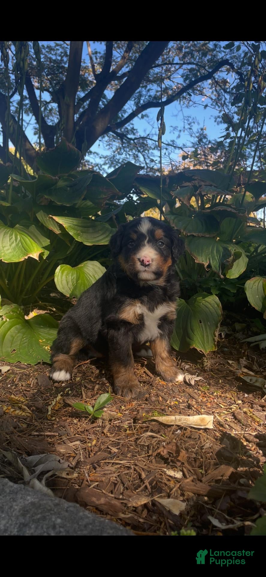 Mini Bernedoodle dogs Tatallini - Ad 1
