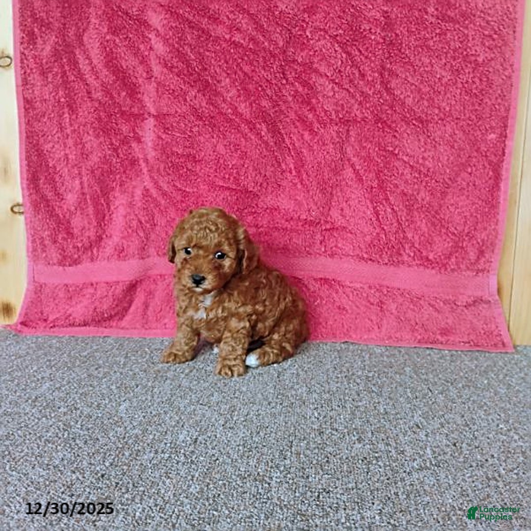 Toy Poodle dogs for sale: Chewy - Ad 4