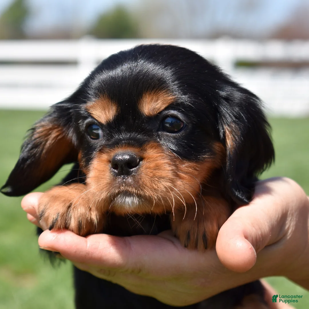 Cavalier King Charles Spaniel dogs for sale: Nora - Ad 2
