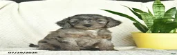 Aussiedoodle dogs for sale: Willow - Ad 1