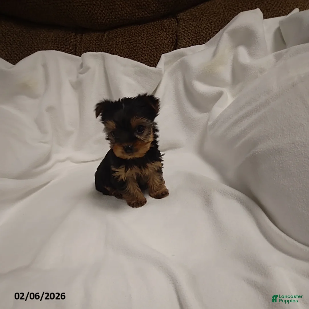 Yorkshire Terrier dogs for sale: Macey - Ad 3