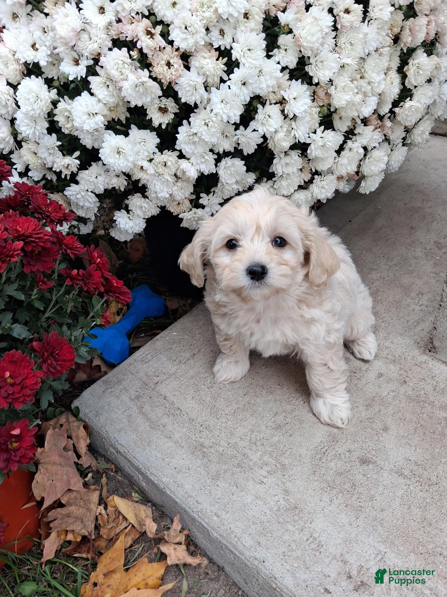 Double Doodle dogs Fred - Ad 13