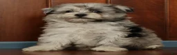 Pomapoo dogs for sale: Parker - Ad 8