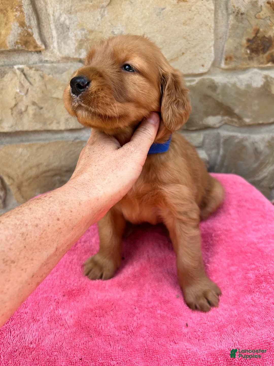Golden Retriever dogs for sale: Golden Retriever 2 - Ad 2