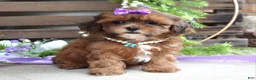 Shihpoo dogs for sale: Sterling - Ad 6
