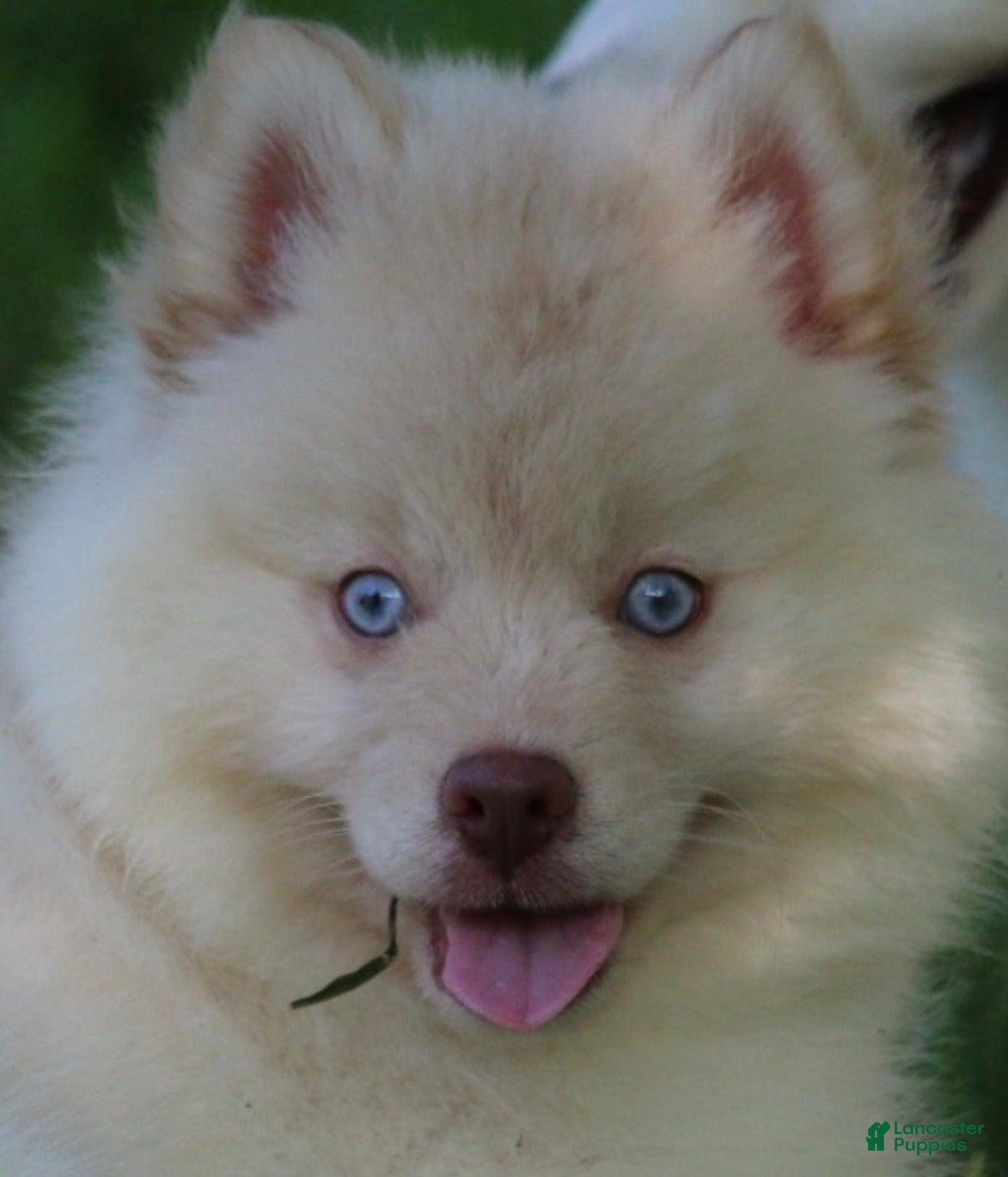 Pomsky dogs Cotton - Ad 1