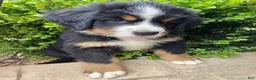 Bernese Mountain Dog dogs for sale: Smudge - Ad 3