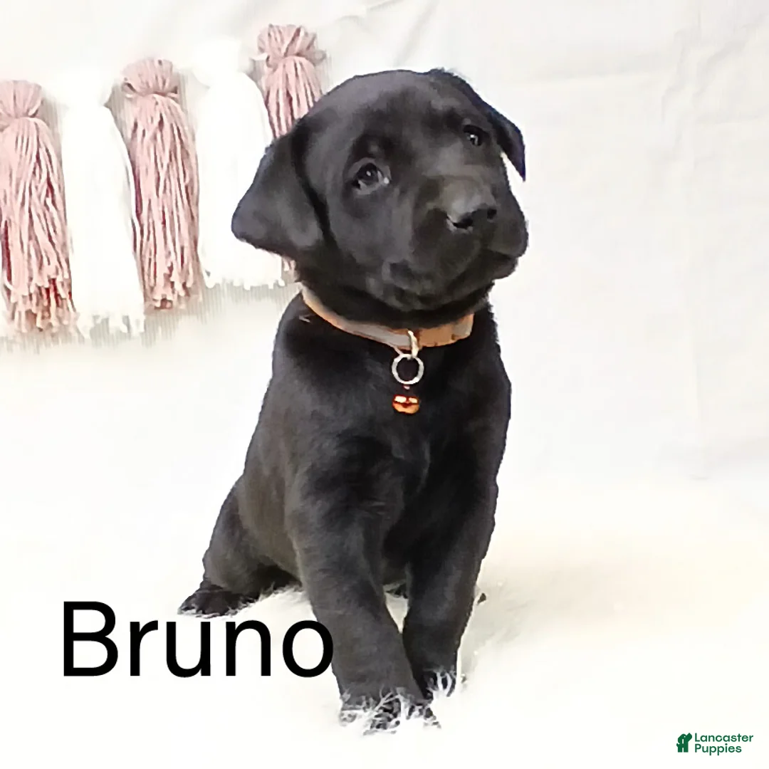 Labrador Retriever dogs for sale: BRUNO - Ad 3