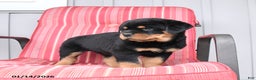 Rottweiler dogs for sale: Shadow - Ad 4