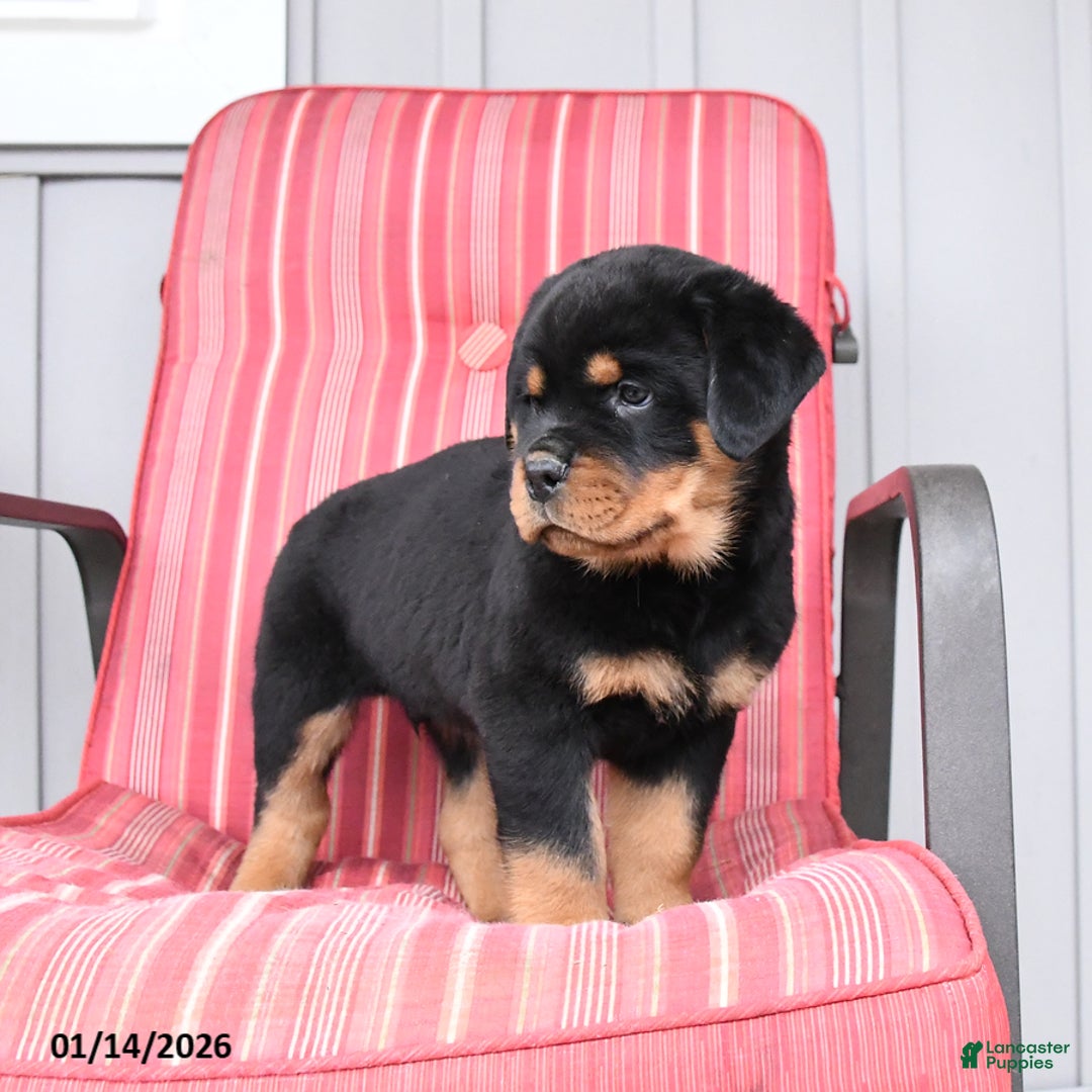 Rottweiler dogs for sale: Shadow - Ad 4