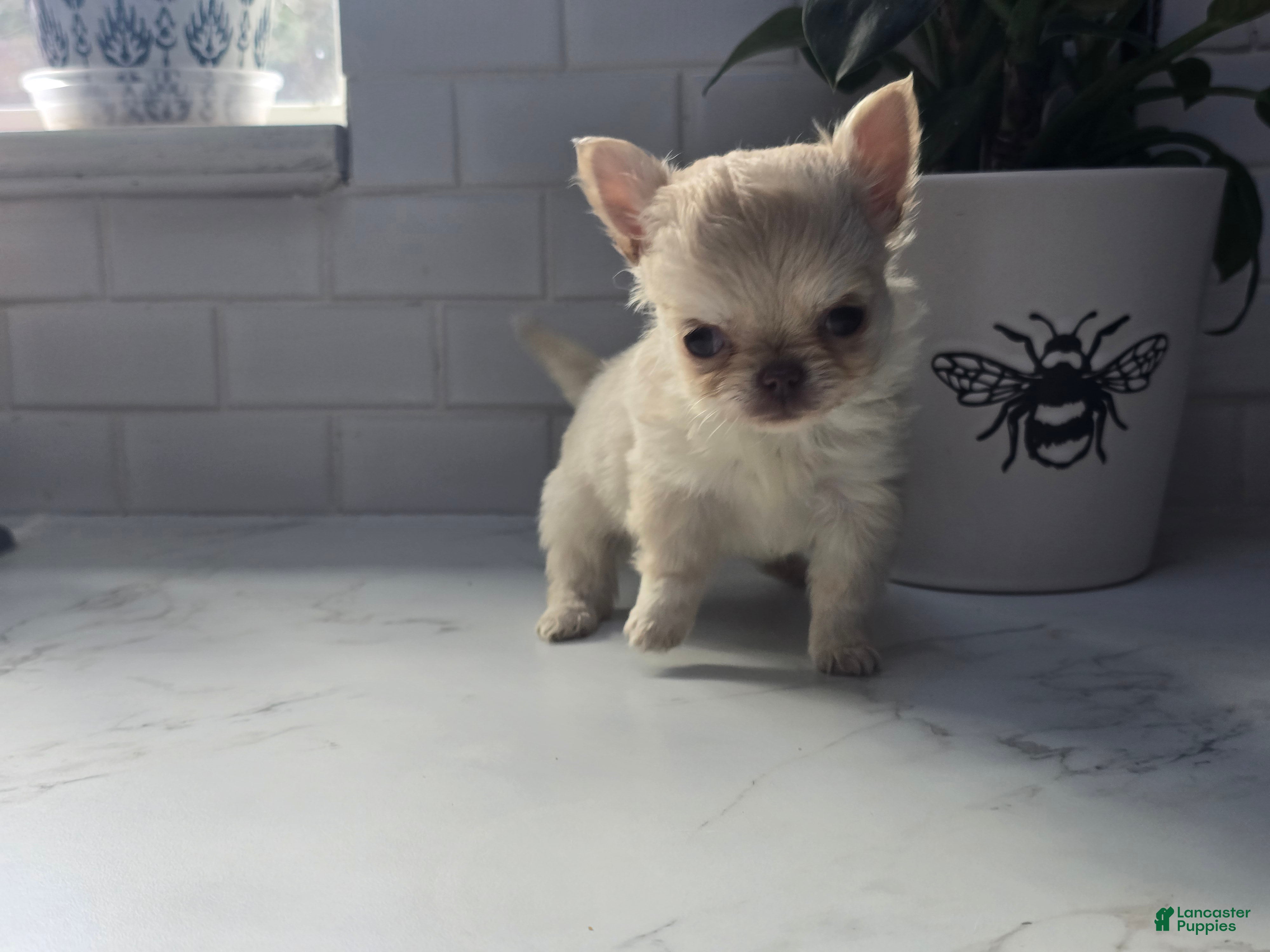Full grown Chihuahua Puppies for sale Lancaster Puppies
