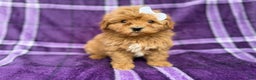 Shihpoo dogs for sale: Bubbles  - Ad 1