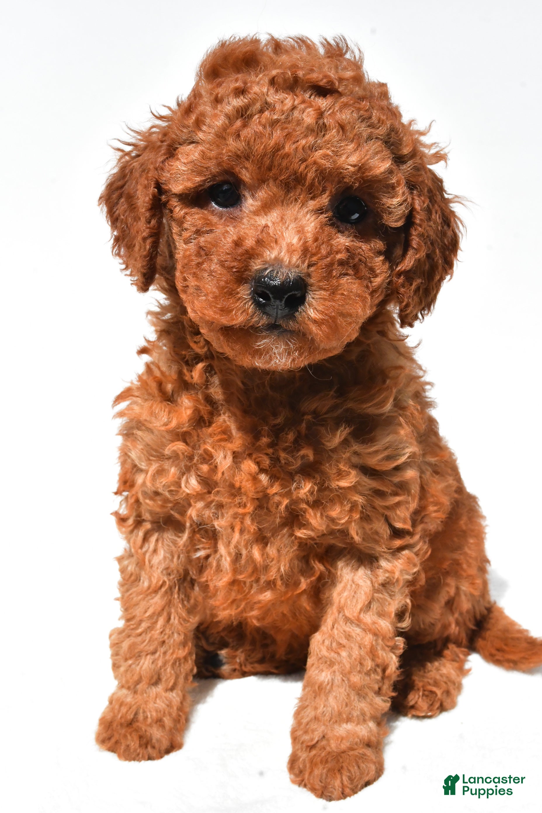 Mini Goldendoodle dogs for sale: Finley  - Ad 1