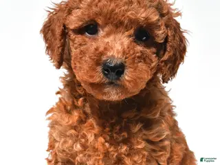 Mini Goldendoodle dogs for sale: Finley - Ad 1