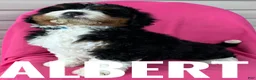 Mini Bernedoodle dogs for sale: ALBERT - Ad 3