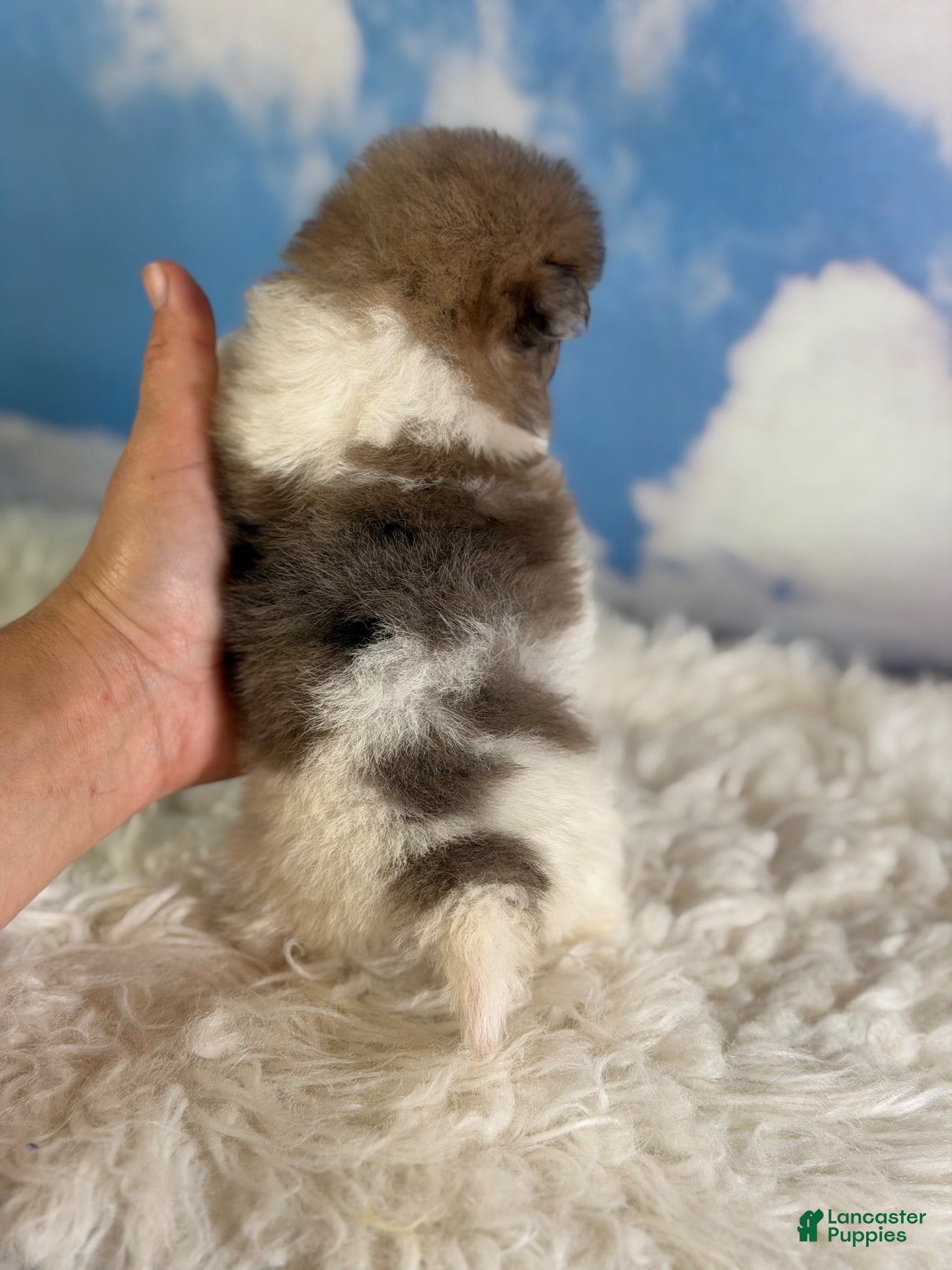 Pomeranian dogs Aca Pixie - Ad 2