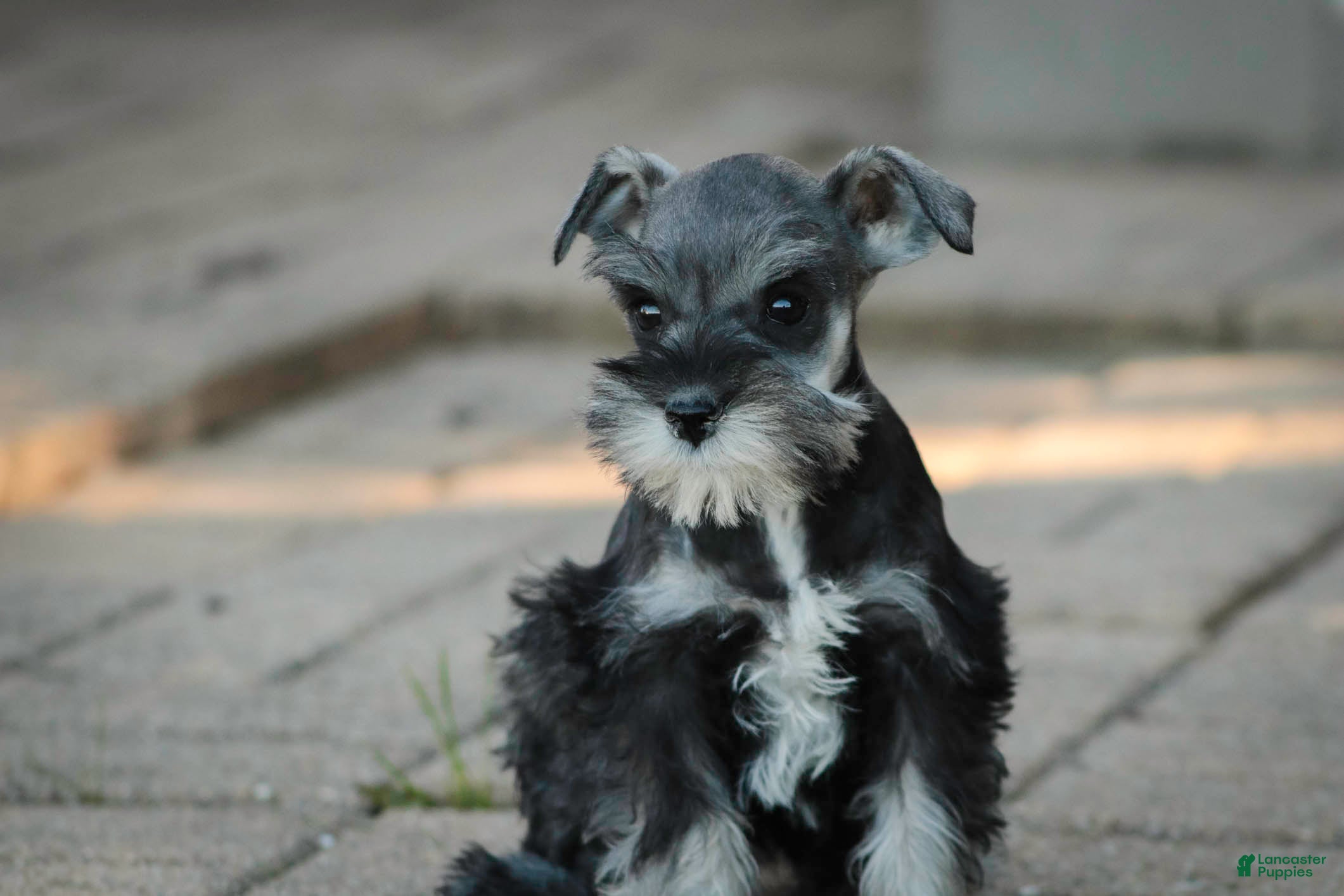 Miniature Schnauzer dogs Georgia Miniature Schnauzer - Ad 1