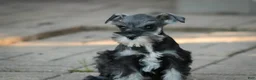 Miniature Schnauzer dogs for sale: Georgia Miniature Schnauzer - Ad 1
