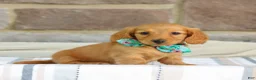 Miniature Dachshund dogs for sale: Opal - Ad 3