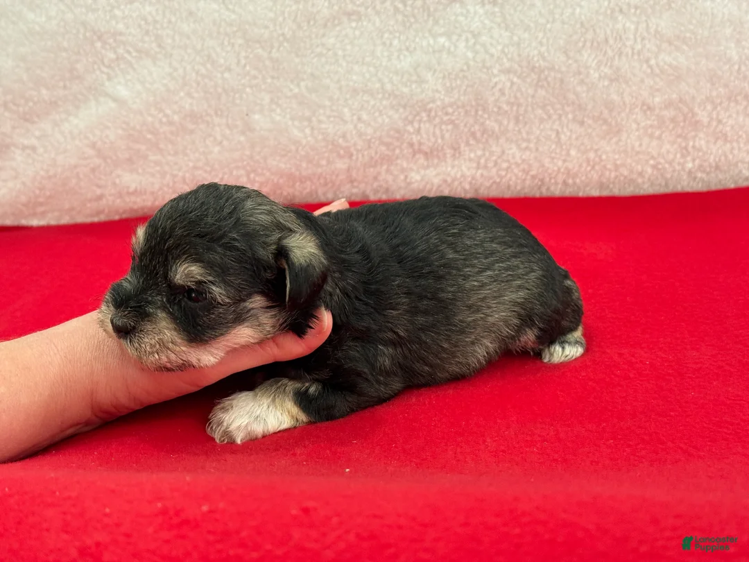 Miniature Schnauzer dogs for sale: Gypsy Male 2 - Ad 2